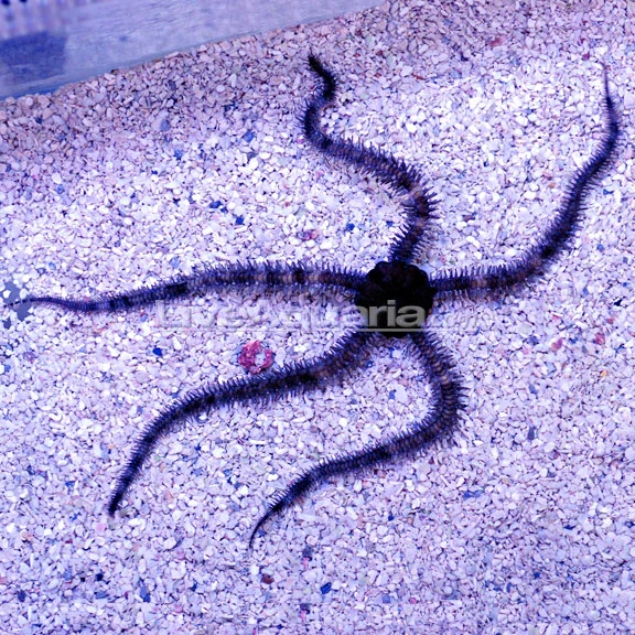 Brittle Sea Star, Fancy