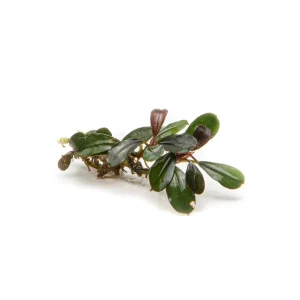 Bucephalandra Kedagang Mini