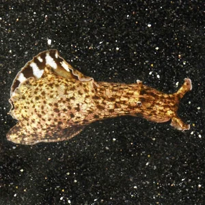 Sea Hare EXPERT ONLY