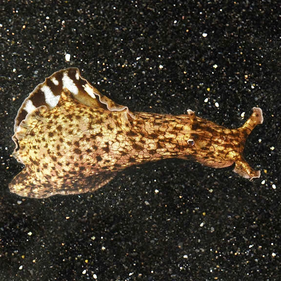 Sea Hare EXPERT ONLY