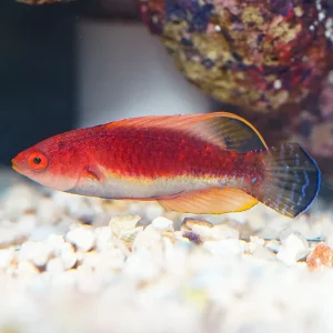 Whip Fin Fairy Wrasse 2.5" WYSIWYG