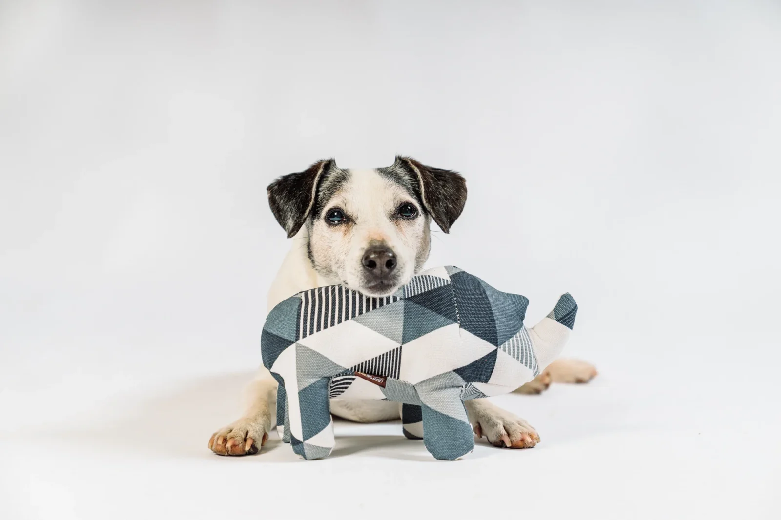 Rhino Pal - Image 2