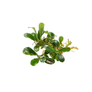 Bucephalandra Little Dagger