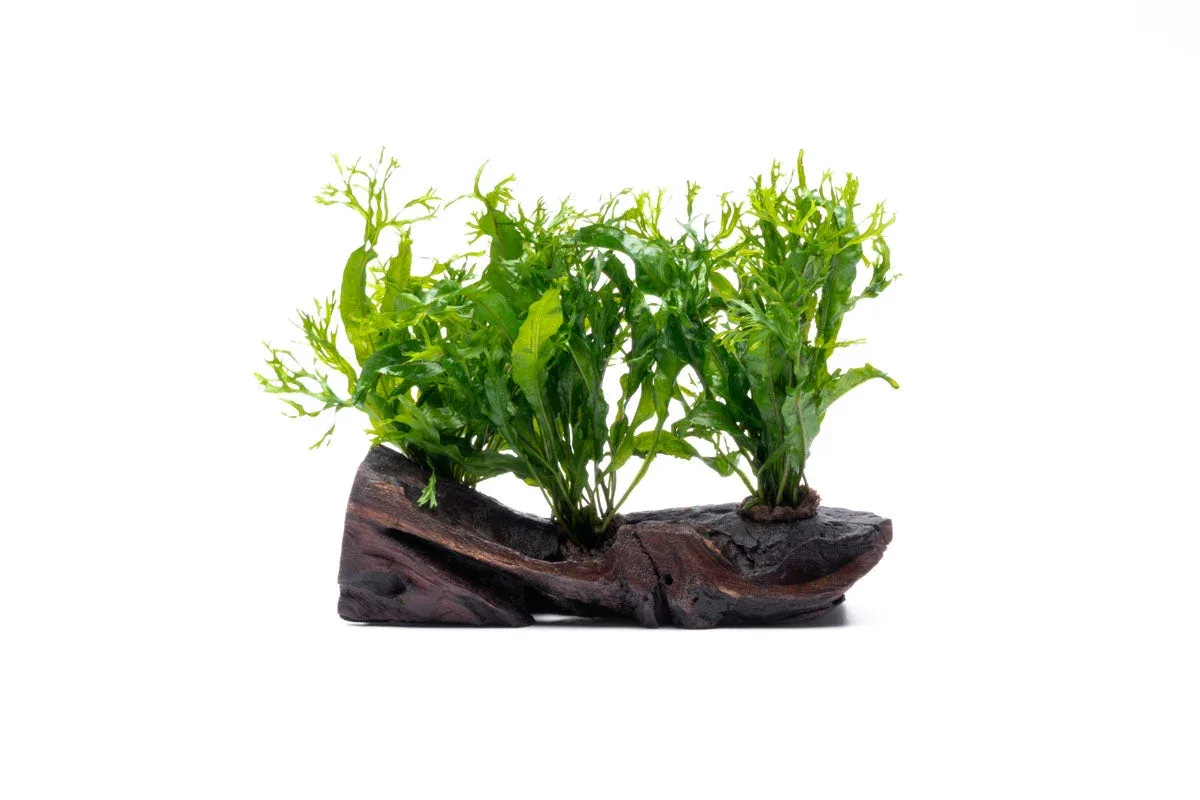 Java Fern 'Windelov' on Driftwood - Image 2