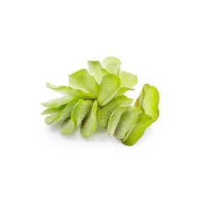 Salvinia Natans/ Floating Fern
