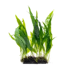 Java Fern Narrow on Mat