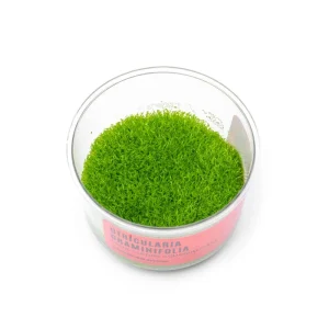 Utricularia Graminifolia UNS Tissue Culture