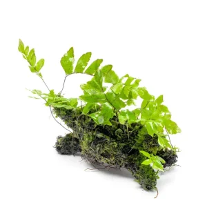 Adiantum Sp. and Moss on Driftwood
