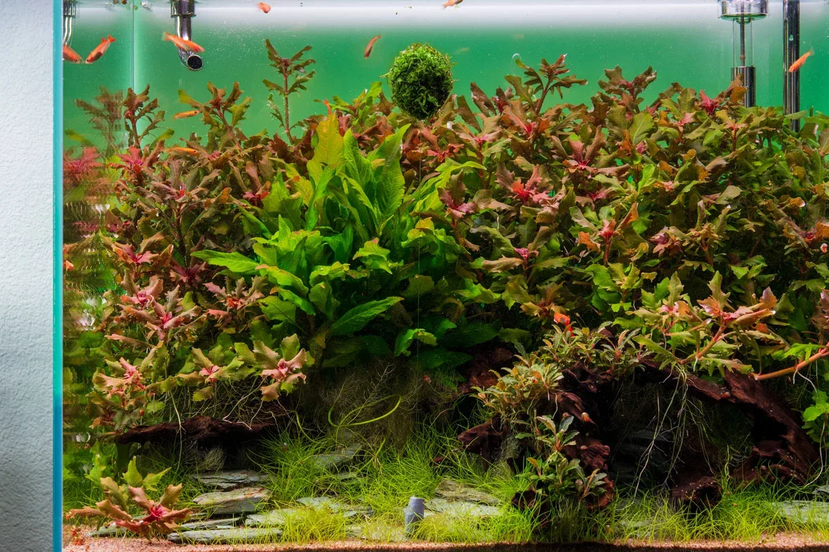 Floating Christmas Moss Ball - Image 2