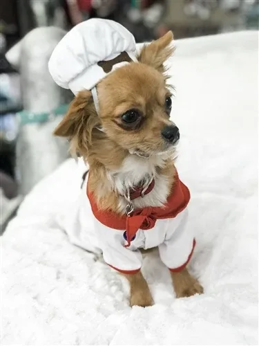 Bone Appetite Chef Costume - Image 2