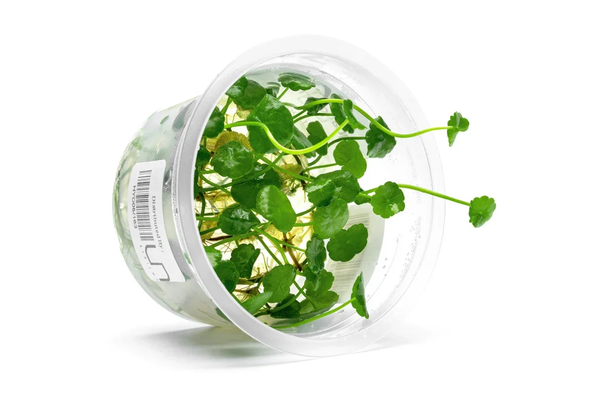 Hydrocotyle Verticillata Aquatic Farmer Tissue Culture - Image 2