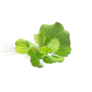 Pistia Stratiotes/ Water Lettuce