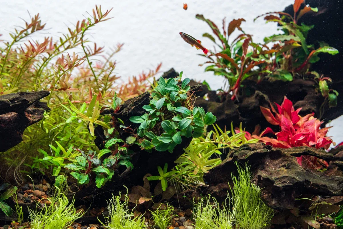 Bucephalandra Starglitz - Image 2