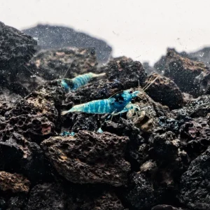 Shadow Black King Kong Mosura Shrimp