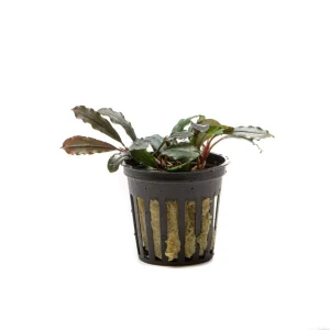 Bucephalandra Kedagang Round