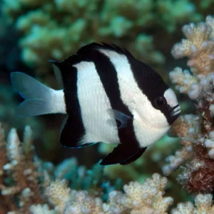 Three Stripe Damselfish