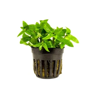 Staurogyne Repens