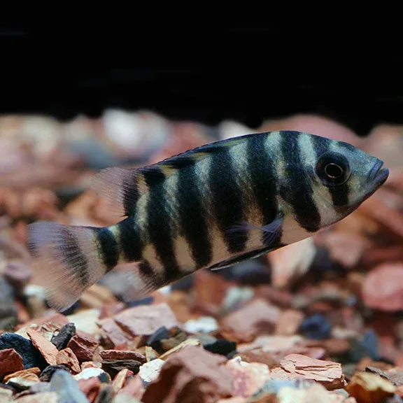 Butterikoferi Cichlid