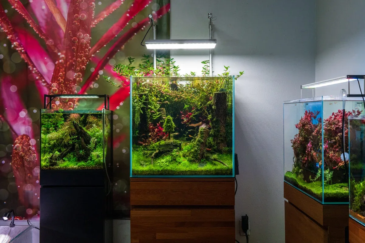 UNS 60C - 57 Gallon Ultra Clear Rimless Aquarium - Image 2