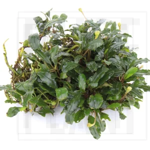 Bucephalandra Bronze Red