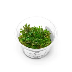Rotala H'ra Aquatic Farmer Tissue Culture