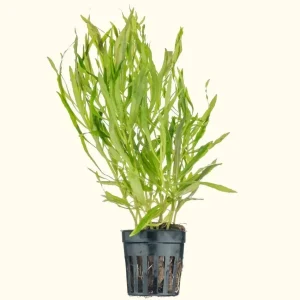 Pogostemon Stellatus 'Octopus'