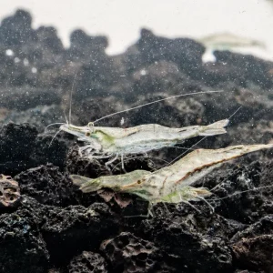 Short Nose Shrimp