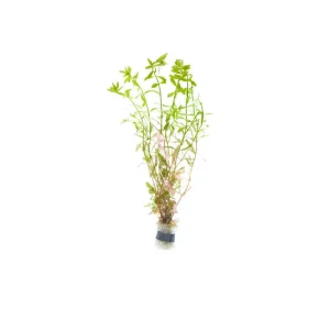 Rotala Ceylon
