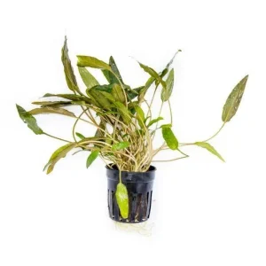 Cryptocoryne Mioya