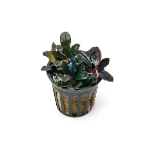 Bucephalandra sp. Neo