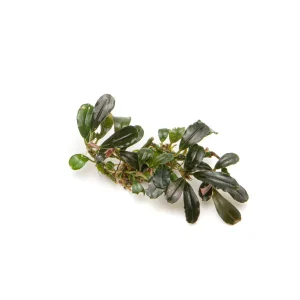 Bucephalandra Mini Coin