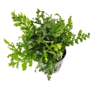 Mini Bolbitis (Baby Leaf)