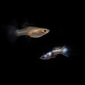 Pink Tuxedo Guppies - Breeding Pair