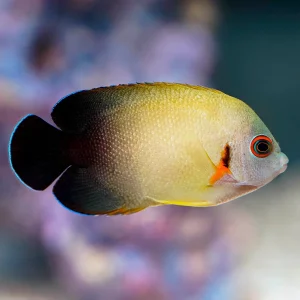 Half Black Angelfish 2.5" WYSIWYG