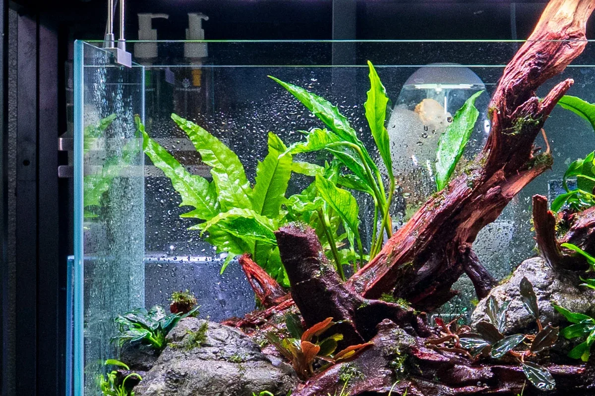 Java Fern Sunrise - Image 2