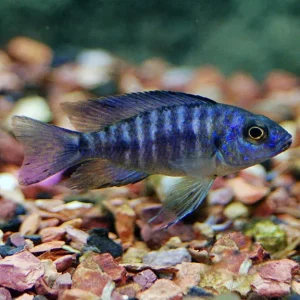 Blue Peacock Cichlid