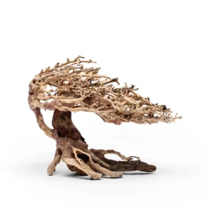 UNS Bonsai 019