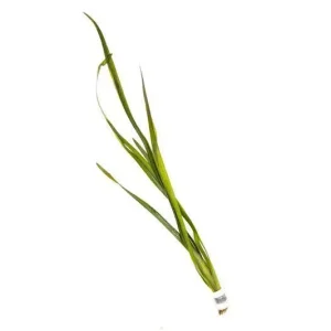 Vallisneria Gigantea
