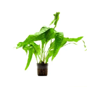 Java Fern Lettuce/ Microsorum Latifolia