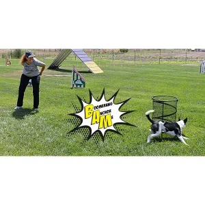 Clean Run B.A.M. Pre-Agility Foundation Training