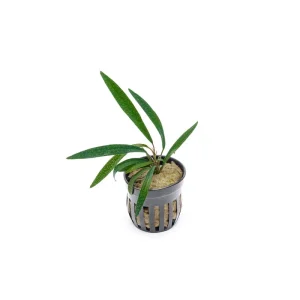 Homalomena Sub-Hasei