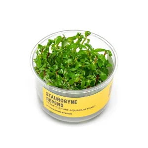 Staurogyne Repens UNS Tissue Culture
