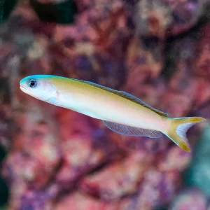 Dusky Tilefish