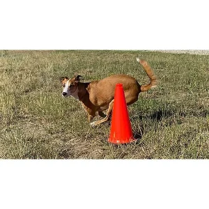 Clean Run 65 Things You Can Do With Some Cones