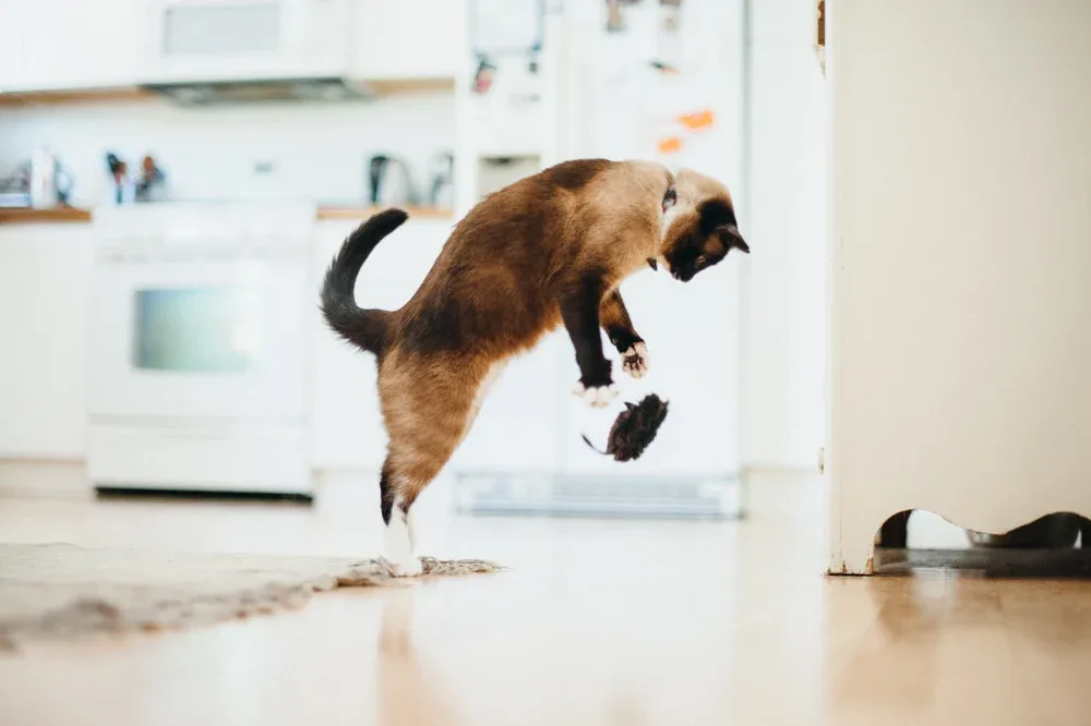 Feline Frenzy Catch a Meowse - Image 2