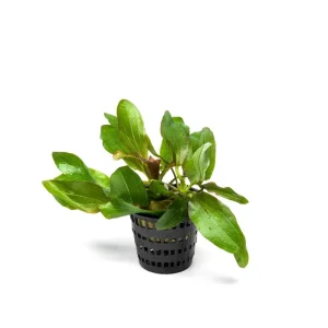 Echinodorus Red Rubin Mother Pot