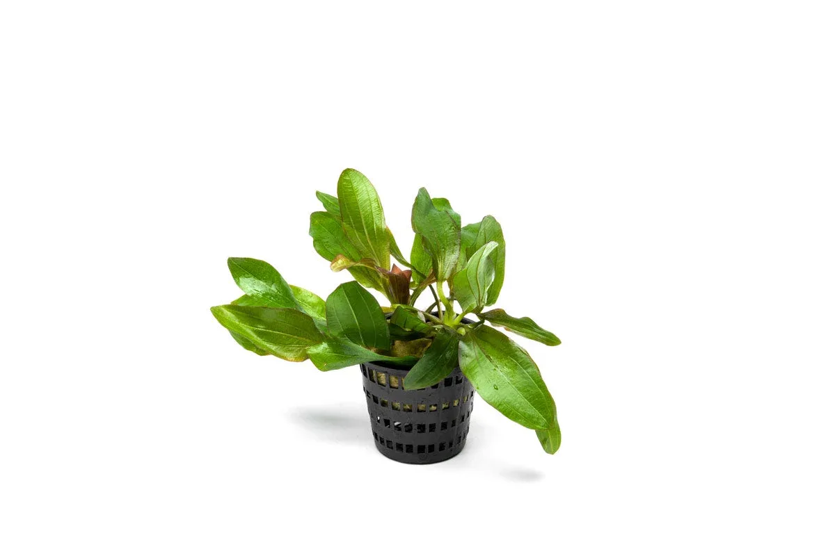 Echinodorus Red Rubin Mother Pot