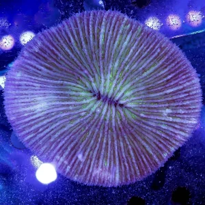 Plate Coral - Short Tentacle 3.5" WYSIWYG