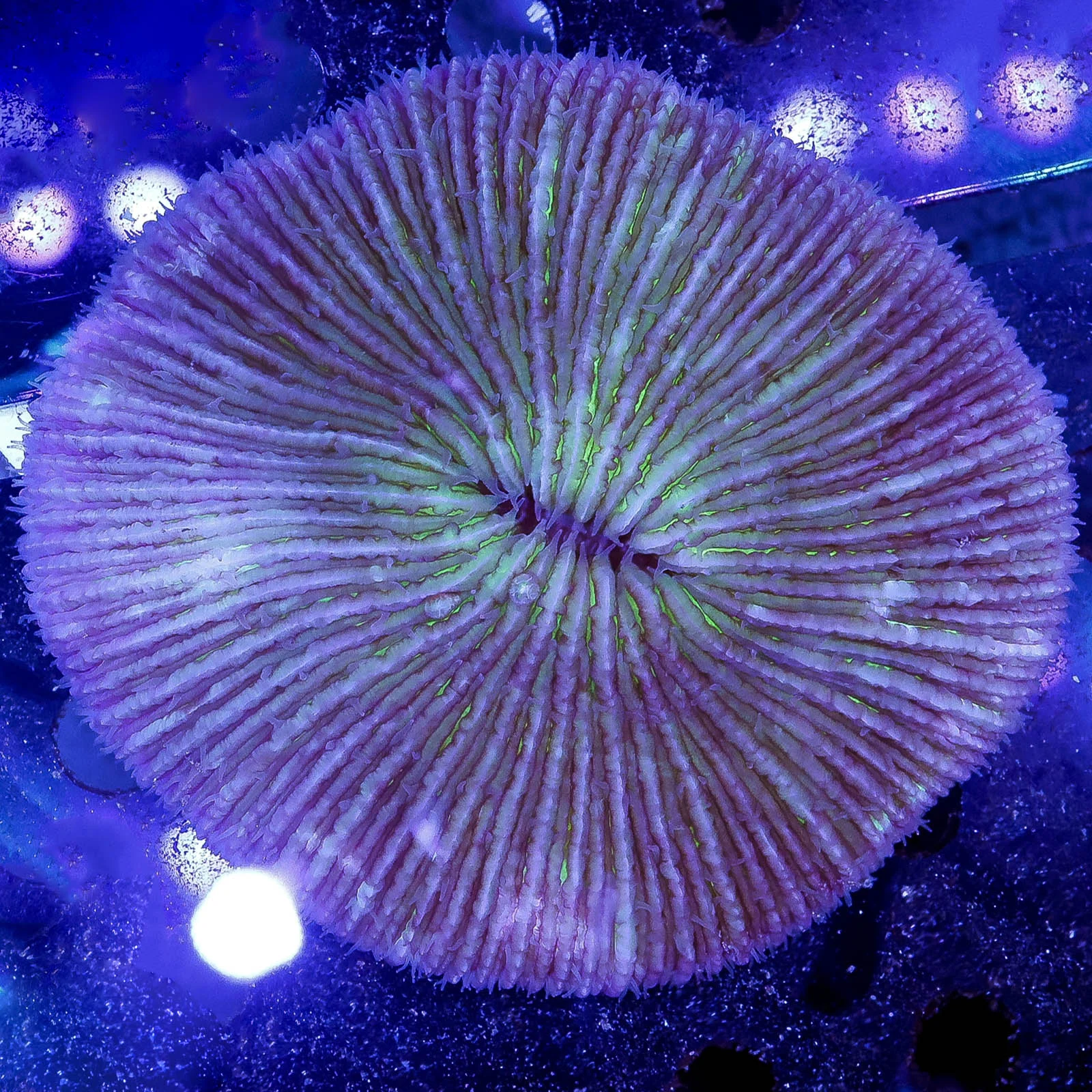 Plate Coral - Short Tentacle 3.5" WYSIWYG