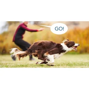 Clean Run Say WHAT? The What, Which, Why, Where & How of Verbal Directional Cues In Agility